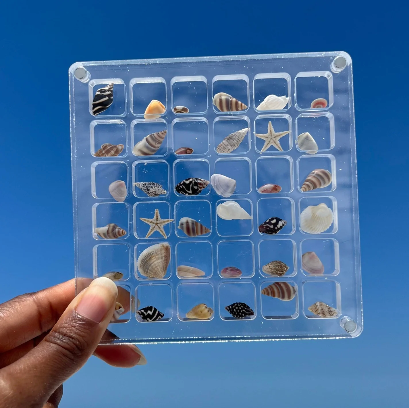 Sea Shell Display Case